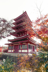 本土寺の五重塔と紅葉