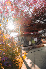 本土寺の鐘楼と紅葉