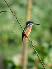 A common kingfisher bird sits in wait for prey. Common kingfisher