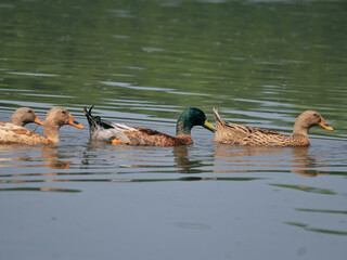 A group of ducks. Ducks on the pond