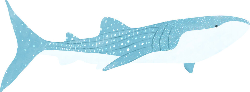 whale shark watercolor 