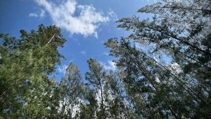 Low angle view of tall pines against blue sky with white clouds