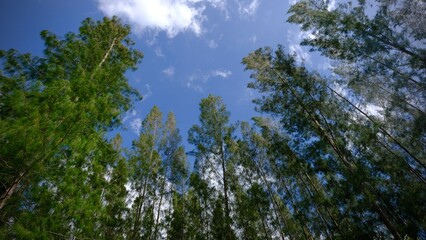 Obraz premium Low angle view of tall pines against blue sky with white clouds