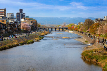 Kamogawa river  is one of the best cherry blossom spots in Kyoto city 