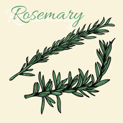 Vector hand drawn rosemary branch in engraving style. Colored vintage art. Herbs and spices. Fresh green italian cuisine. for restaurant, meal, market, store, menu, party decoration,
