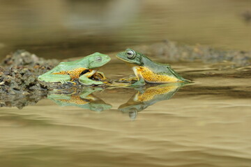 frogs, flying frogs, two frogs playing in the water