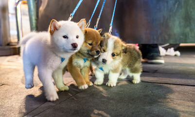 Fototapeta na wymiar Little puppies with leashes