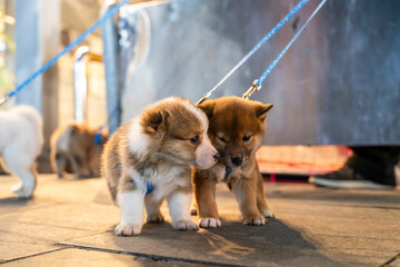 Little puppies with leashes