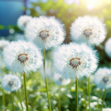 Beautiful white dandelion flowers garden image Generative AI
