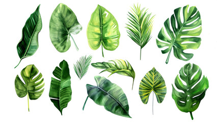Obraz premium Set Collection Watercolor tropical leaves Modern green tropical leaves, clip art Botanical Illustration elegant watercolor illustration , green tropical leaves isolated transparent background, PNG