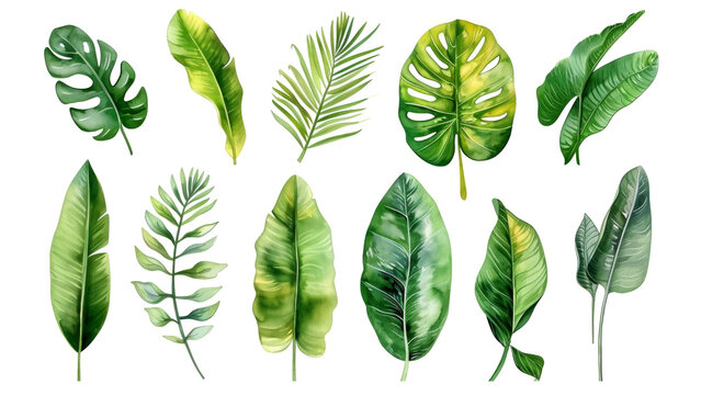 Set Collection Watercolor tropical leaves Modern green tropical leaves, clip art Botanical Illustration elegant watercolor illustration , green tropical leaves isolated transparent background, PNG