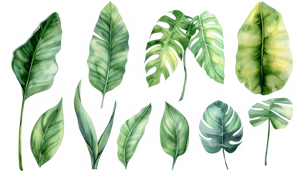 Set Collection Watercolor tropical leaves Modern green tropical leaves, clip art Botanical Illustration elegant watercolor illustration , green tropical leaves isolated transparent background, PNG