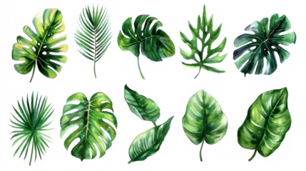 Set Collection Watercolor tropical leaves Modern green tropical leaves, clip art Botanical Illustration elegant watercolor illustration , green tropical leaves isolated transparent background, PNG