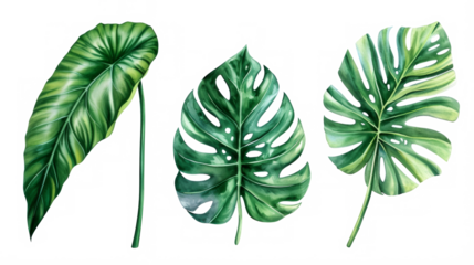 Set Collection Watercolor tropical leaves Modern green tropical leaves, clip art Botanical Illustration elegant watercolor illustration , green tropical leaves isolated transparent background, PNG