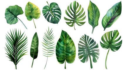 Set Collection Watercolor tropical leaves Modern green tropical leaves, clip art Botanical Illustration elegant watercolor illustration , green tropical leaves isolated transparent background, PNG