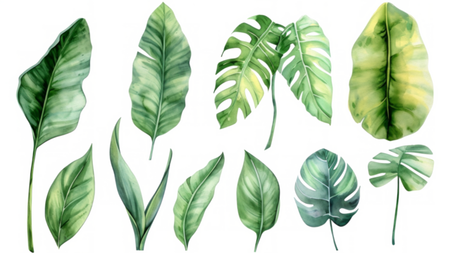 Set Collection Watercolor tropical leaves Modern green tropical leaves, clip art Botanical Illustration elegant watercolor illustration , green tropical leaves isolated transparent background, PNG