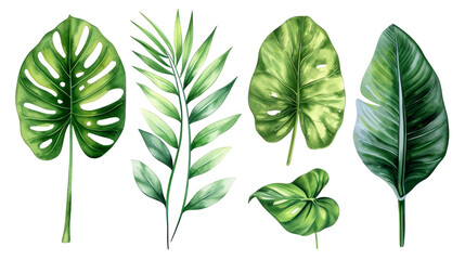 Set Collection Watercolor tropical leaves Modern green tropical leaves, clip art Botanical Illustration elegant watercolor illustration , green tropical leaves isolated transparent background, PNG - obrazy, fototapety, plakaty