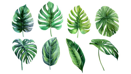 Set Collection Watercolor tropical leaves Modern green tropical leaves, clip art Botanical Illustration elegant watercolor illustration , green tropical leaves isolated transparent background, PNG