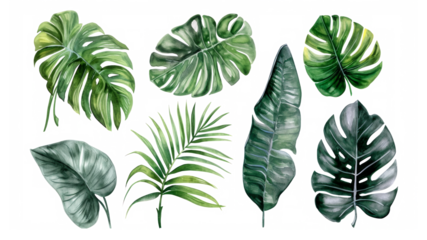 Set Collection Watercolor tropical leaves Modern green tropical leaves, clip art Botanical Illustration elegant watercolor illustration , green tropical leaves isolated transparent background, PNG