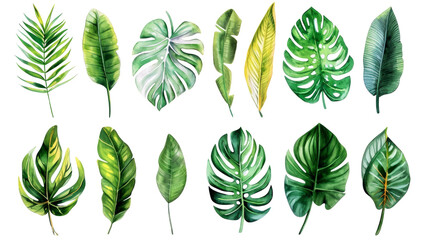 Obraz premium Set Collection Watercolor tropical leaves Modern green tropical leaves, clip art Botanical Illustration elegant watercolor illustration , green tropical leaves isolated transparent background, PNG