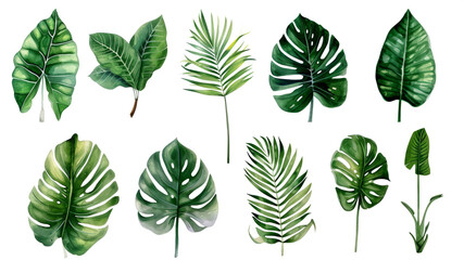 Set Collection Watercolor tropical leaves Modern green tropical leaves, clip art Botanical Illustration elegant watercolor illustration , green tropical leaves isolated transparent background, PNG