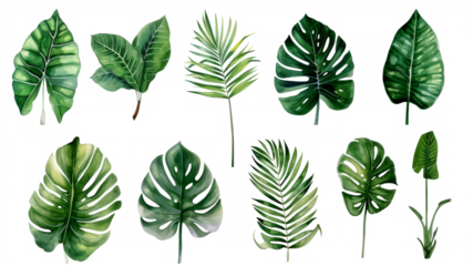 Set Collection Watercolor tropical leaves Modern green tropical leaves, clip art Botanical Illustration elegant watercolor illustration , green tropical leaves isolated transparent background, PNG