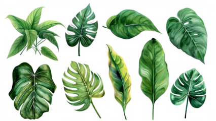 Set Collection Watercolor tropical leaves Modern green tropical leaves, clip art Botanical Illustration elegant watercolor illustration , green tropical leaves isolated transparent background, PNG