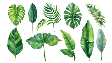 Set Collection Watercolor tropical leaves Modern green tropical leaves, clip art Botanical Illustration elegant watercolor illustration , green tropical leaves isolated transparent background, PNG