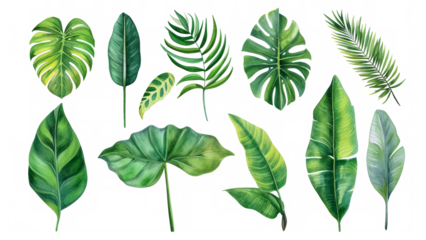 Set Collection Watercolor tropical leaves Modern green tropical leaves, clip art Botanical Illustration elegant watercolor illustration , green tropical leaves isolated transparent background, PNG