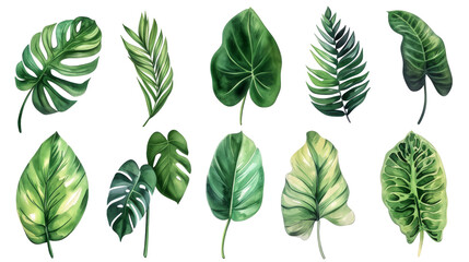 Set Collection Watercolor tropical leaves Modern green tropical leaves, clip art Botanical Illustration elegant watercolor illustration , green tropical leaves isolated transparent background, PNG