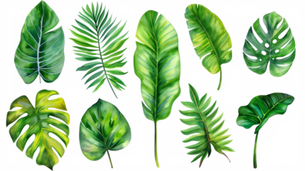 Set Collection Watercolor tropical leaves Modern green tropical leaves, clip art Botanical Illustration elegant watercolor illustration , green tropical leaves isolated transparent background, PNG