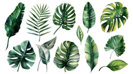 Set Collection Watercolor tropical leaves Modern green tropical leaves, clip art Botanical Illustration elegant watercolor illustration , green tropical leaves isolated transparent background, PNG © ND STOCK