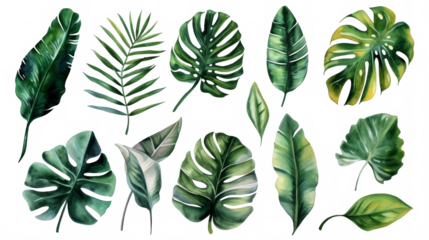 Set Collection Watercolor tropical leaves Modern green tropical leaves, clip art Botanical Illustration elegant watercolor illustration , green tropical leaves isolated transparent background, PNG