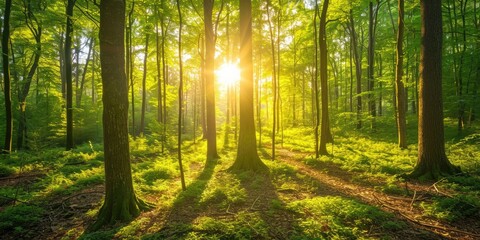 Beautiful forest panorama with bright sun shining through the trees