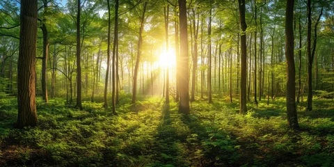 Foto op Plexiglas Beautiful forest panorama with bright sun shining through the trees © kardaska