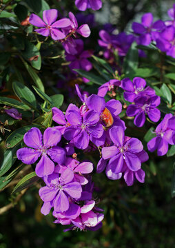 Tibouchina granulosa (purple glory tree) flowers close-up