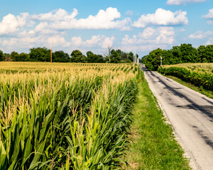 Midwest Corn Fields