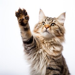 _cat_giving_high_five_isolated_on_white back ground