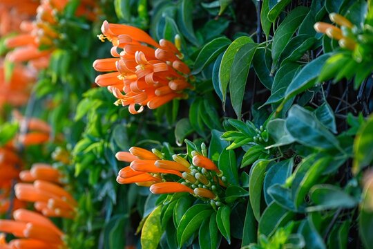 Isolated high resolution image of a beautiful and blossoming orange trumpet-vine- Israel