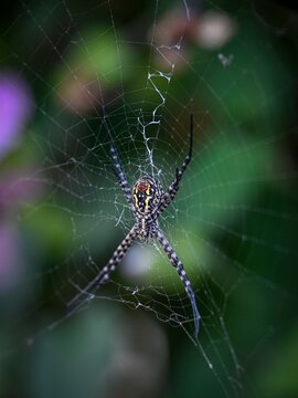 Isolated close up high resolution image of a single yet beautiful banded garden spider on its web- Israel