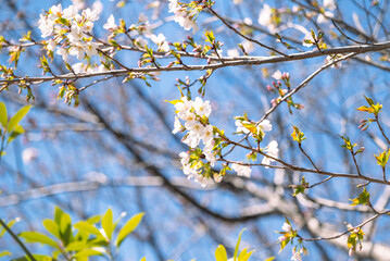 春の花