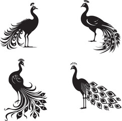 Set of Peacock black silhouette 