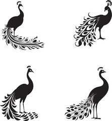 Set of Peacock black silhouette  - obrazy, fototapety, plakaty