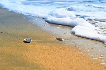 Fototapeta na wymiar Sand beach. Sea shore. Sunny day.