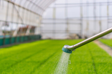 Watering the rice seedlings in the greenhouse. ビニールハウスで稲の苗に水をやる