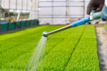 Fototapeta premium Watering the rice seedlings in the greenhouse. ビニールハウスで稲の苗に水をやる