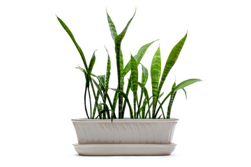 Indoor plant Sansevieria in a pot on a white background