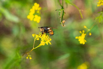 Fly Tachina Fera sitting on a yellow flower