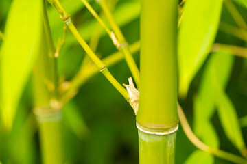 Obraz premium thickets of bamboo, background of greenery