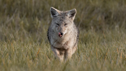 Coyote